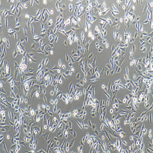 HFL1 人胚肺成纖維細(xì)胞