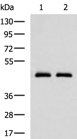 兔抗ACTIN(植物)多克隆抗體