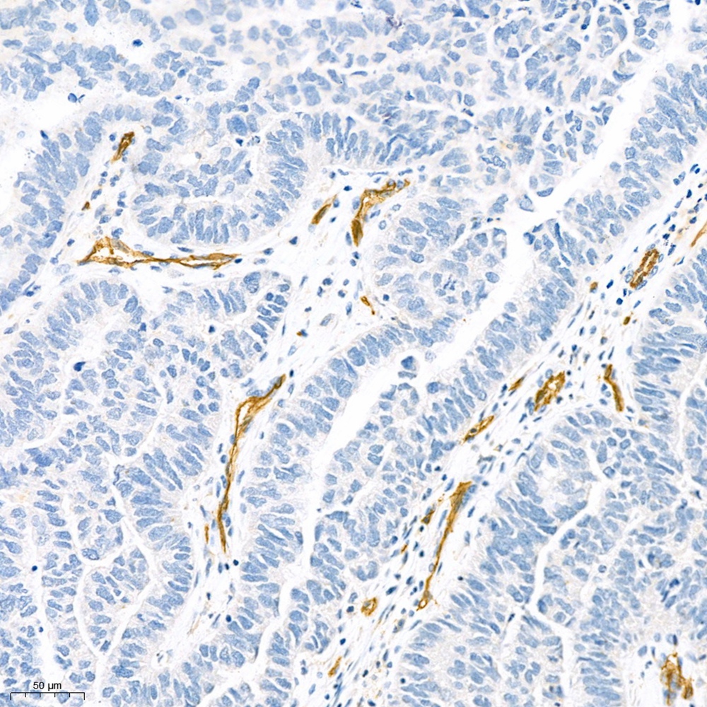 Anti -CD31 Mouse mAb