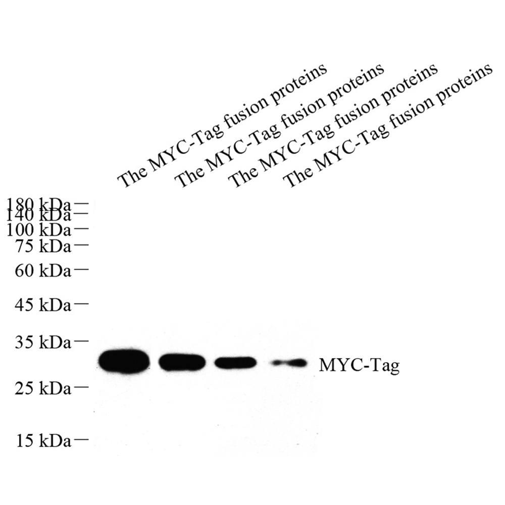 Anti -MYC Tag ( EQKLISEEDL Tag ) Mouse mAb