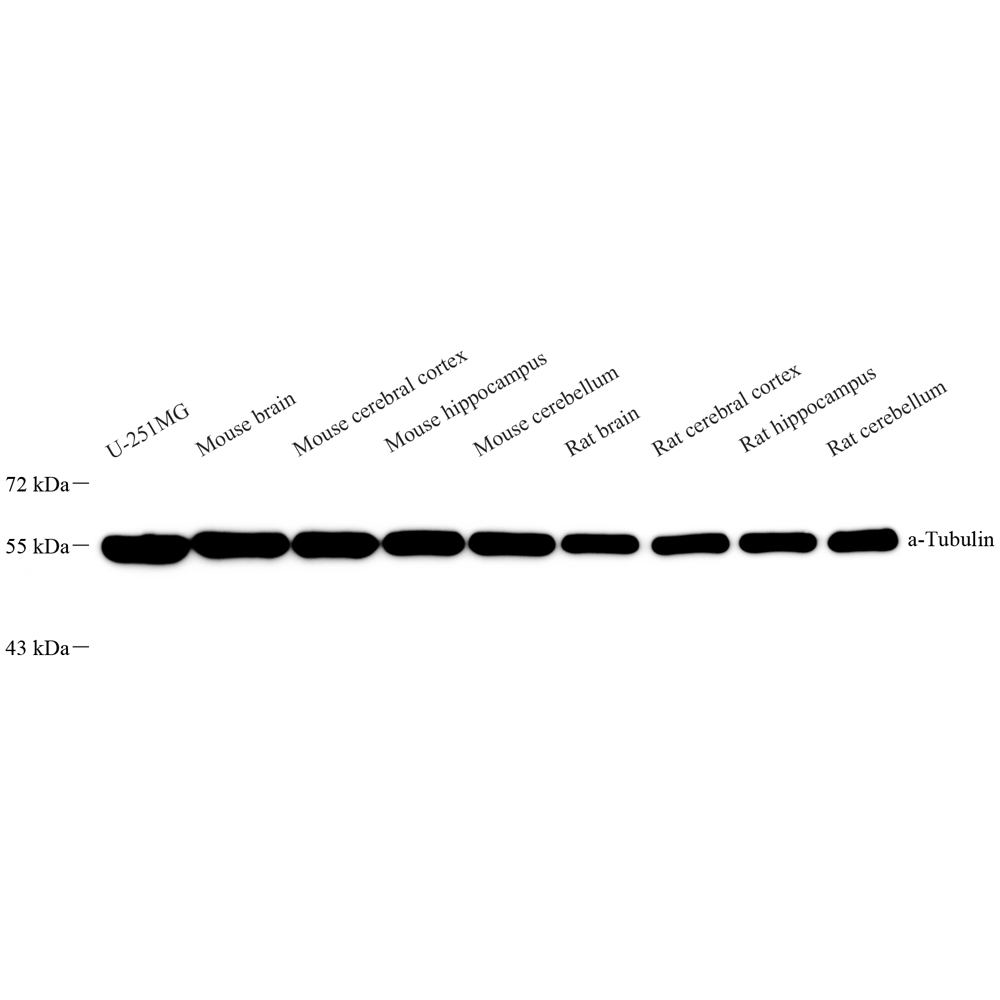 Anti -alpha Tubulin Mouse mAb