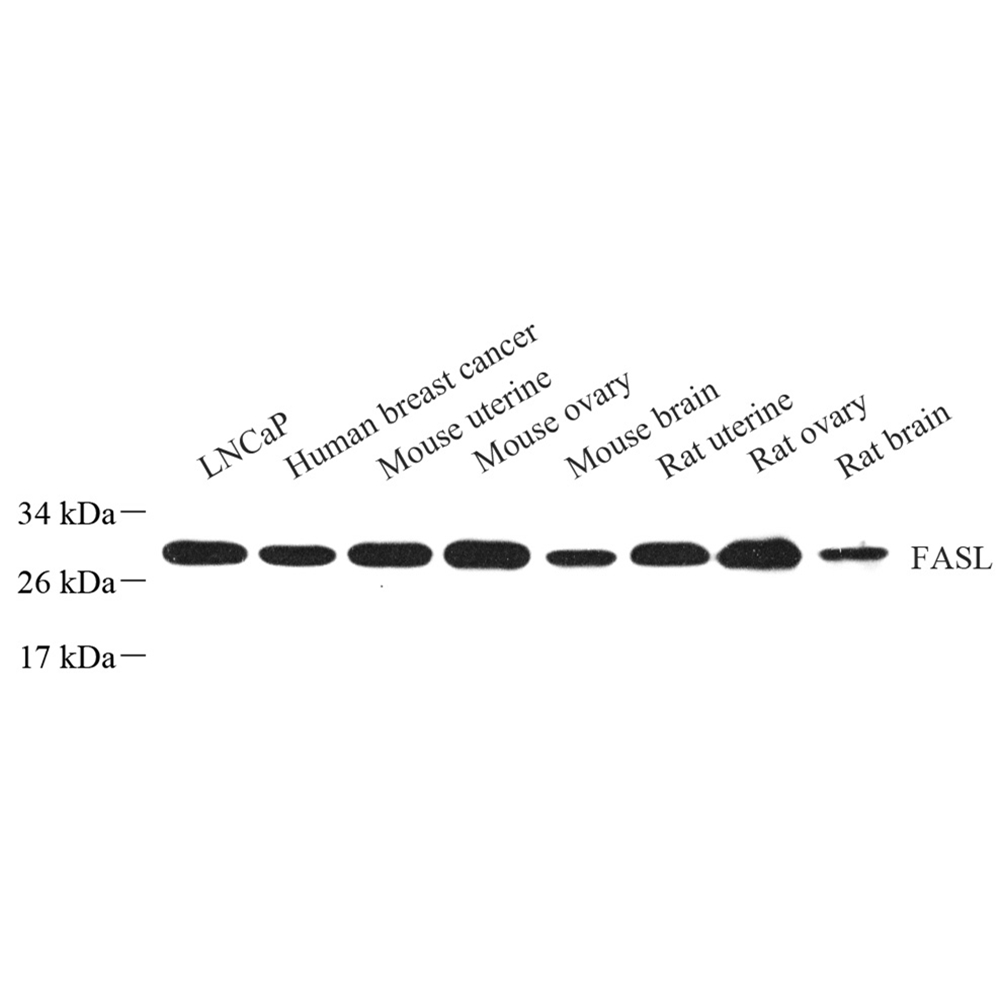 Anti -Fas Ligand Rabbit pAb