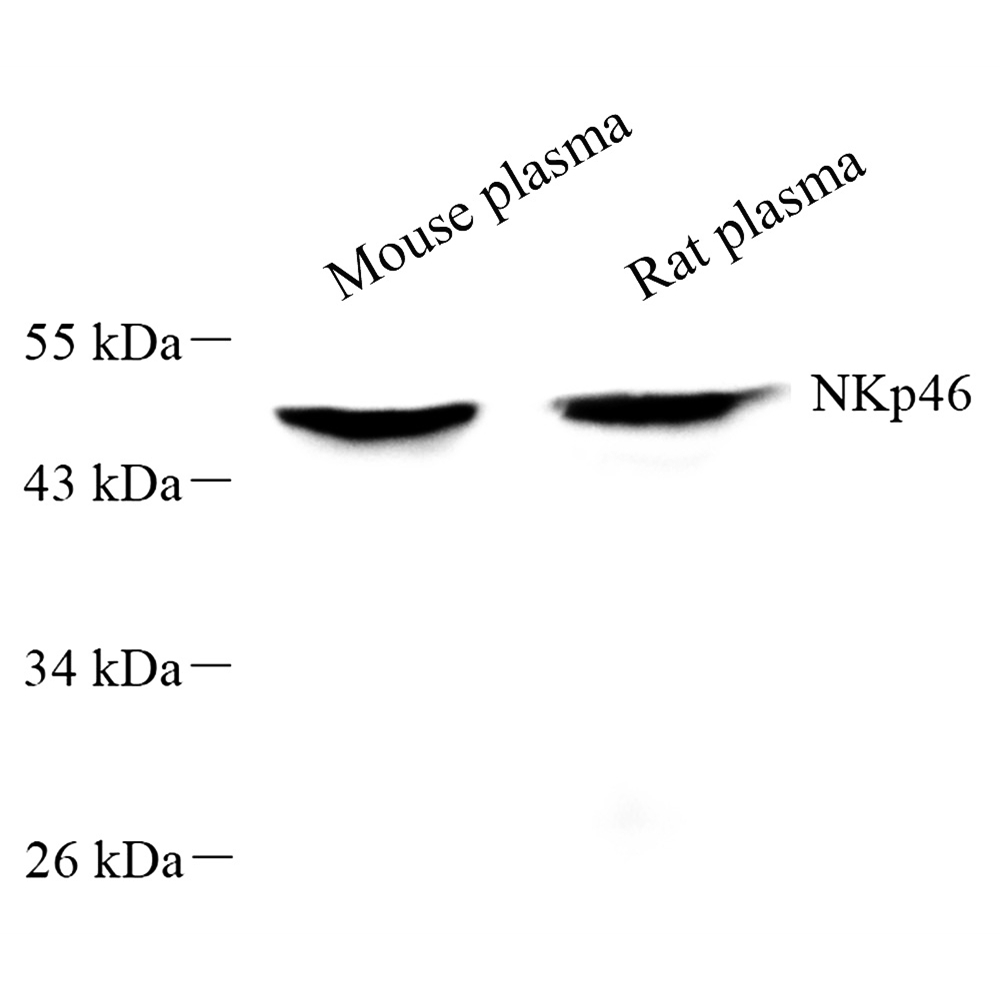 Anti -NCR1 Rabbit pAb