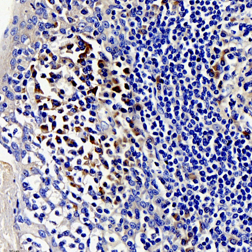 Anti -CD169(Sialoadhesin) Rabbit pAb