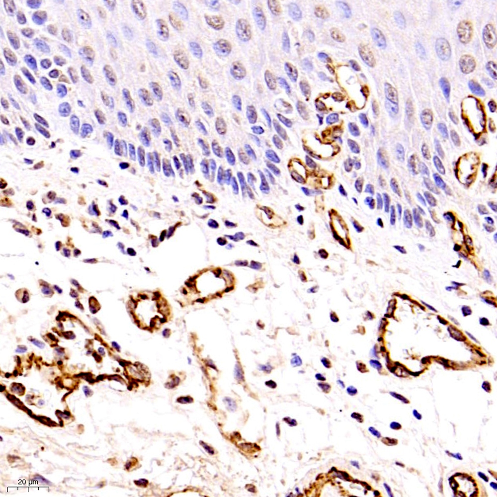 Anti -CD31 Rabbit pAb