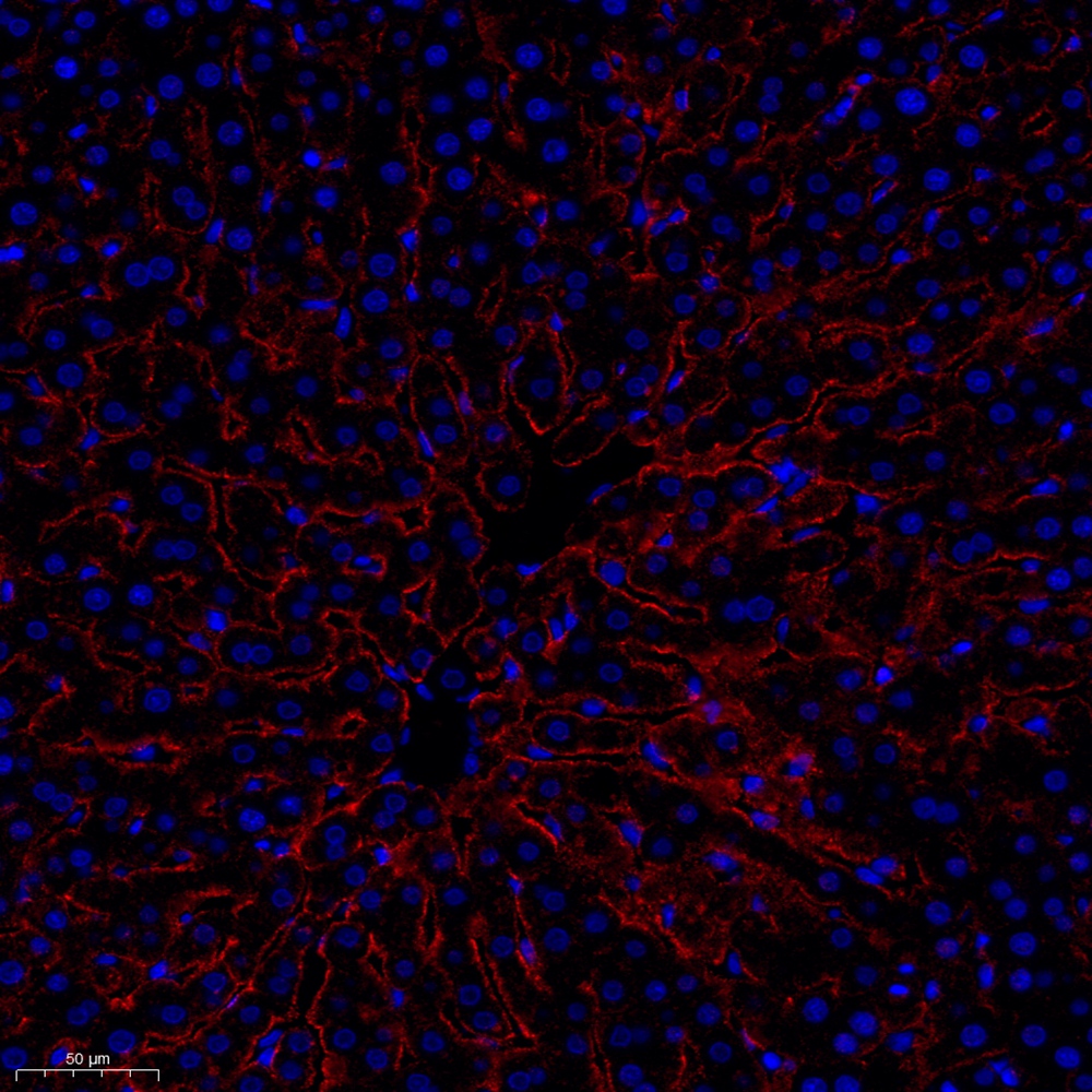 Anti -CD35 Rabbit pAb