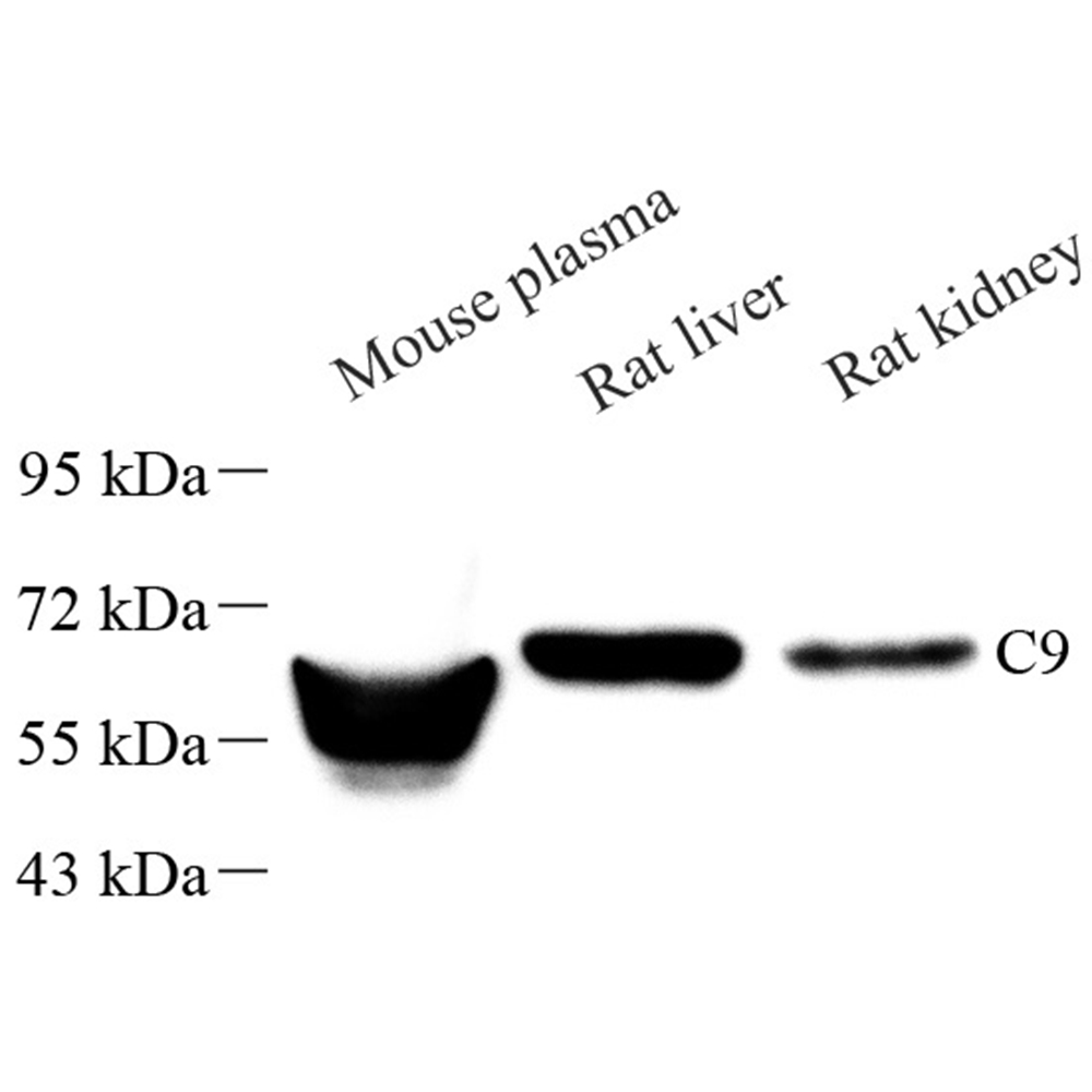 Anti -C9 Rabbit pAb