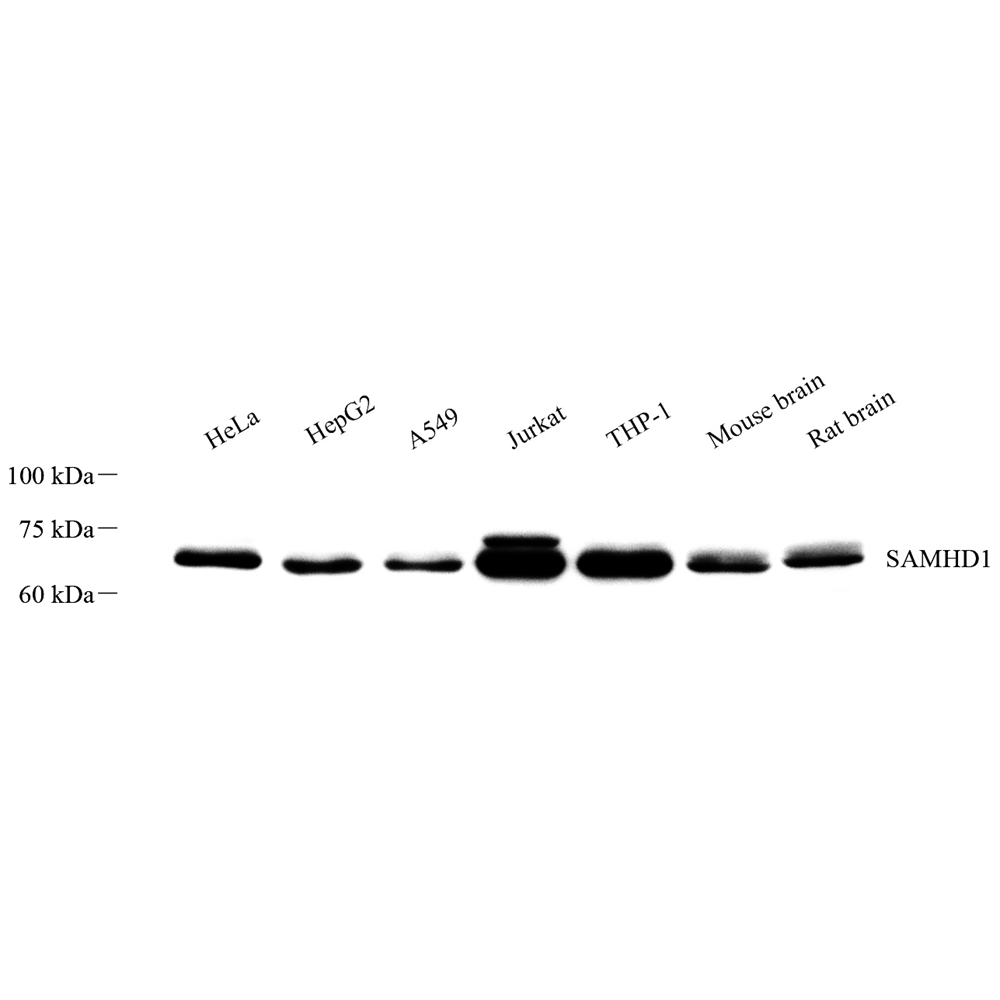 Anti -SAMHD1 Rabbit pAb