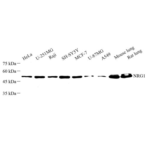 Anti -NRG1 Rabbit pAb