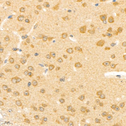 Anti -Neuroligin 3 Rabbit pAb