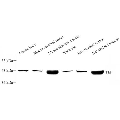 Anti -Thyrotroph embryonic factor Rabbit pAb