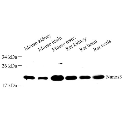 Anti -Nanos3 Rabbit pAb