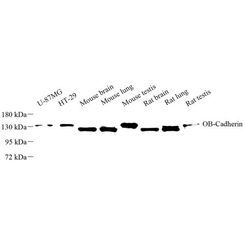 Anti -OB Cadherin Rabbit pAb