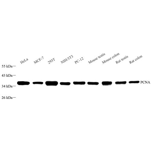 Anti -PCNA Rabbit pAb