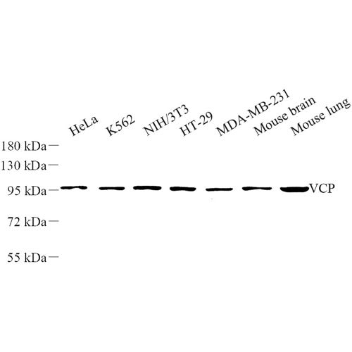 Anti -VCP Rabbit pAb