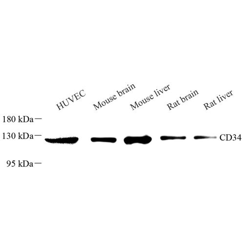 Anti -CD34 Rabbit pAb