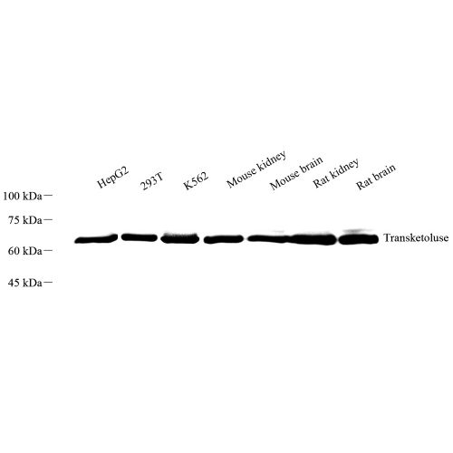 Anti -Transketolase Rabbit pAb