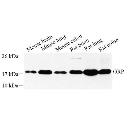 Anti -Gastrin releasing peptide Rabbit pAb