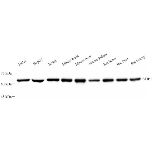 Anti -STIP1/STI1 Rabbit pAb