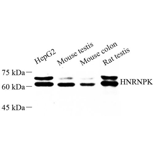 Anti -hnRNP K Rabbit pAb