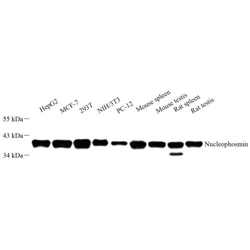 Anti -Nucleophosmin Rabbit pAb