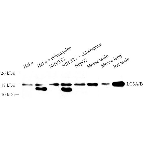 Anti -LC3A/B Rabbit pAb