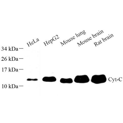 Anti -Cytochrome C Rabbit pAb