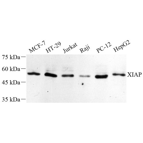 Anti -XIAP Rabbit pAb