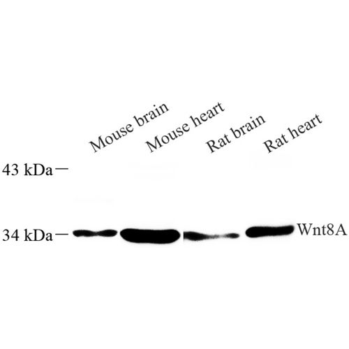 Anti -Wnt8a Rabbit pAb