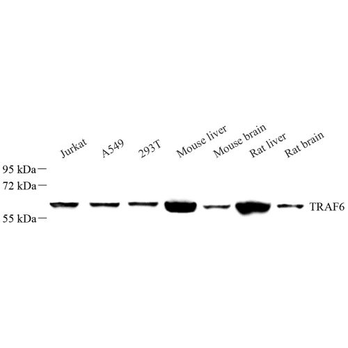 Anti -TRAF6 Rabbit pAb