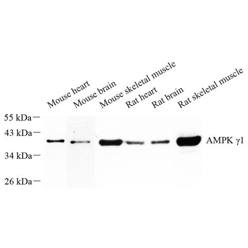 Anti -AMPK gamma 1 Rabbit pAb