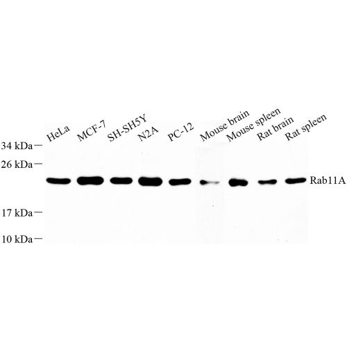 Anti -Rab11A Rabbit pAb